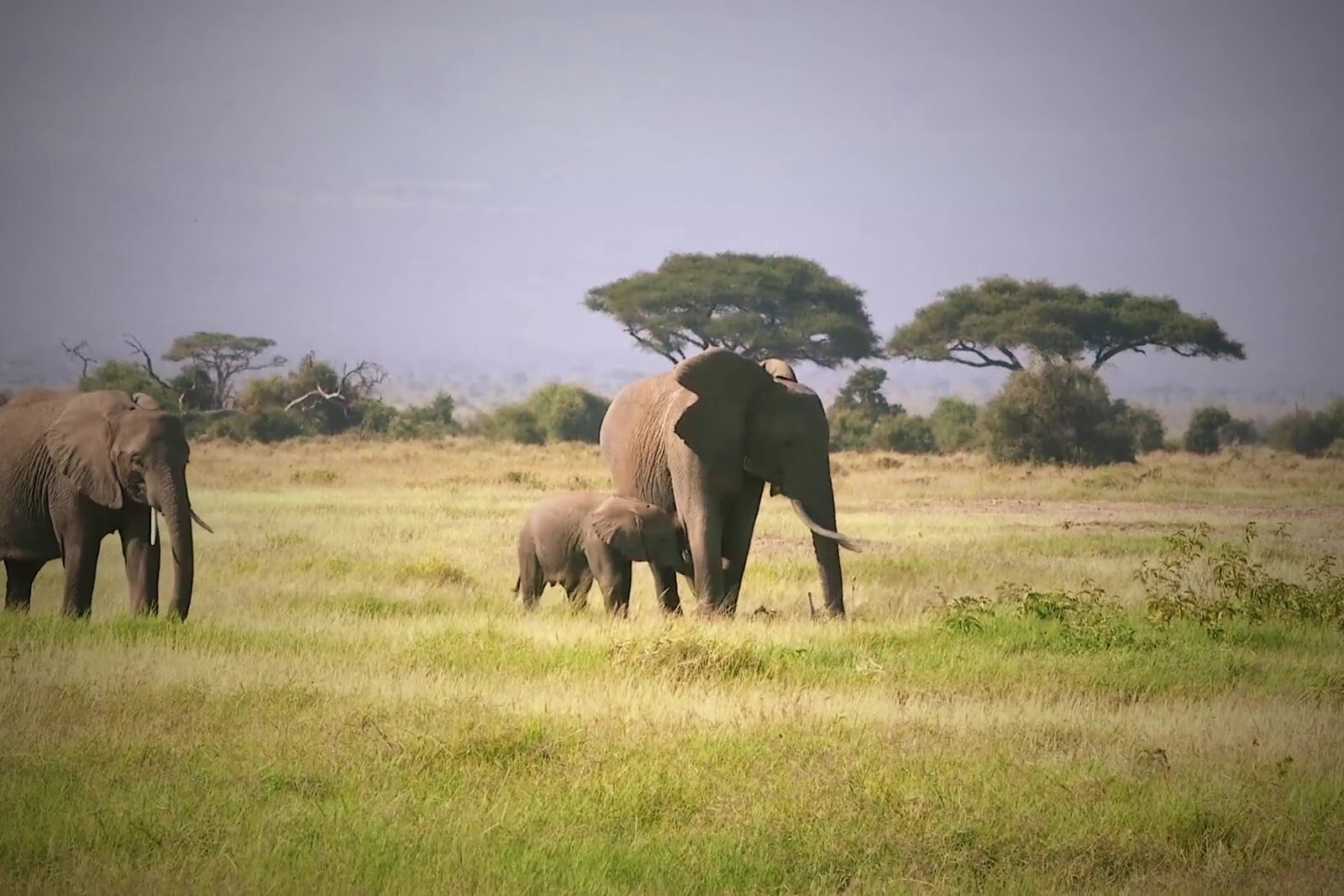 Elephants in Addo Elephant National Park in the Eastern Cape
