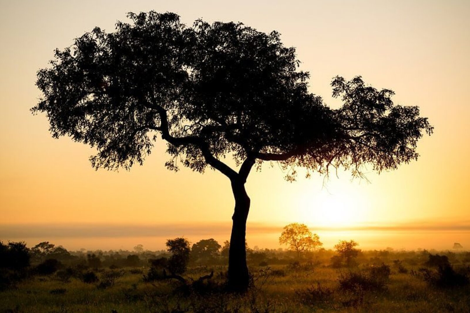A golden sunset over the bush in the Greater Kruger