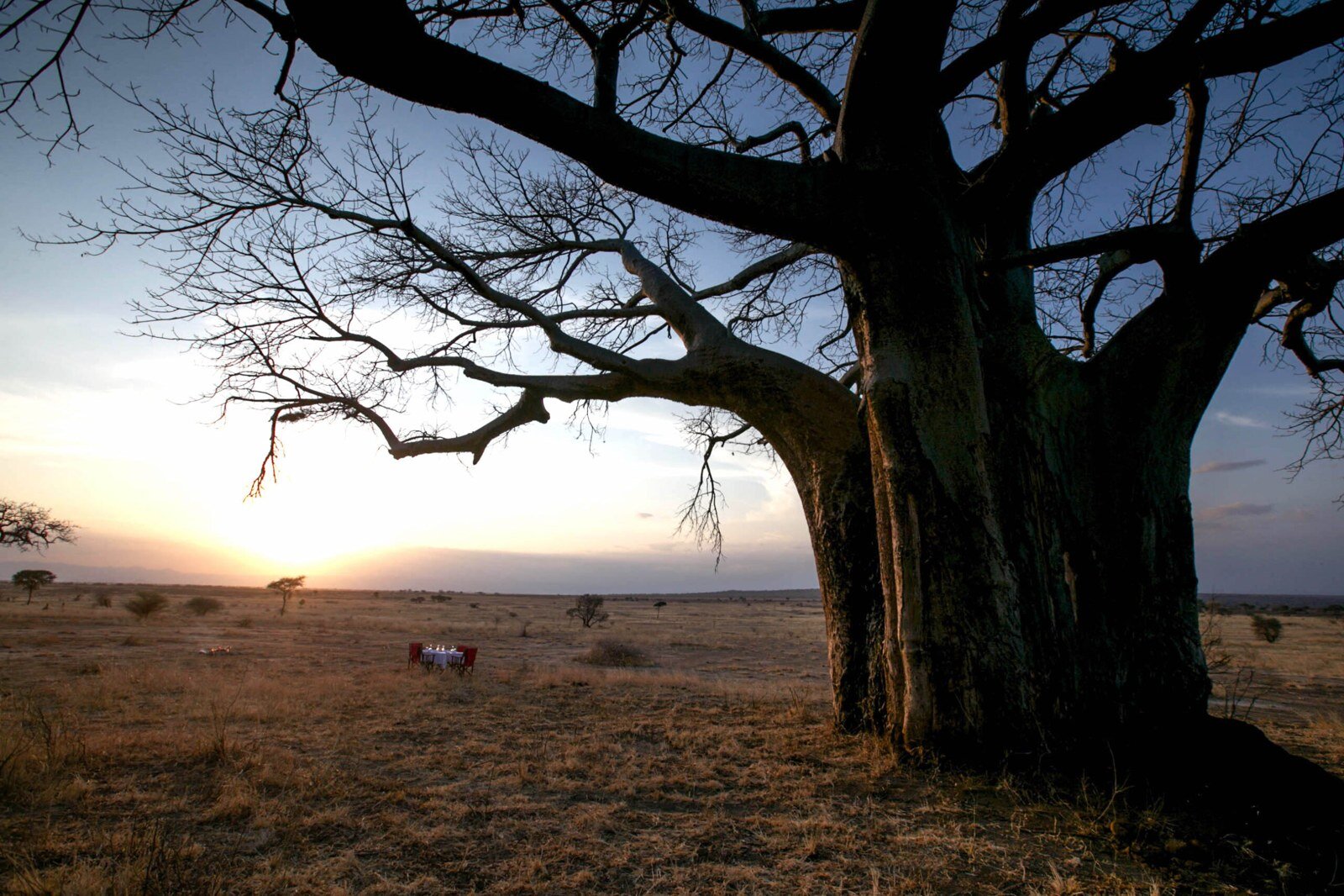 Elephants beneath a baobab tree in Tarangire National Park