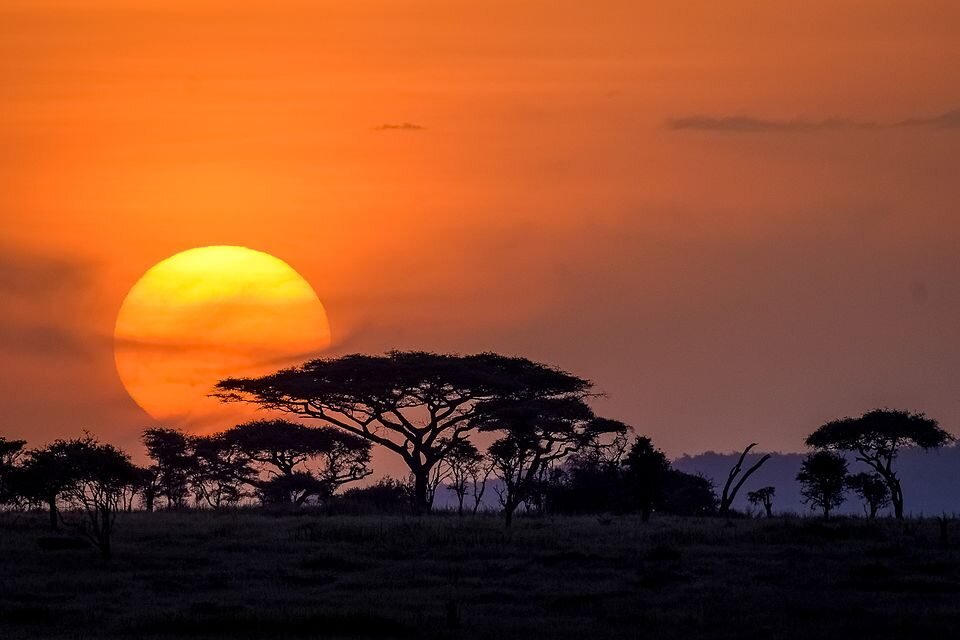 A golden sunset over the Serengeti plains