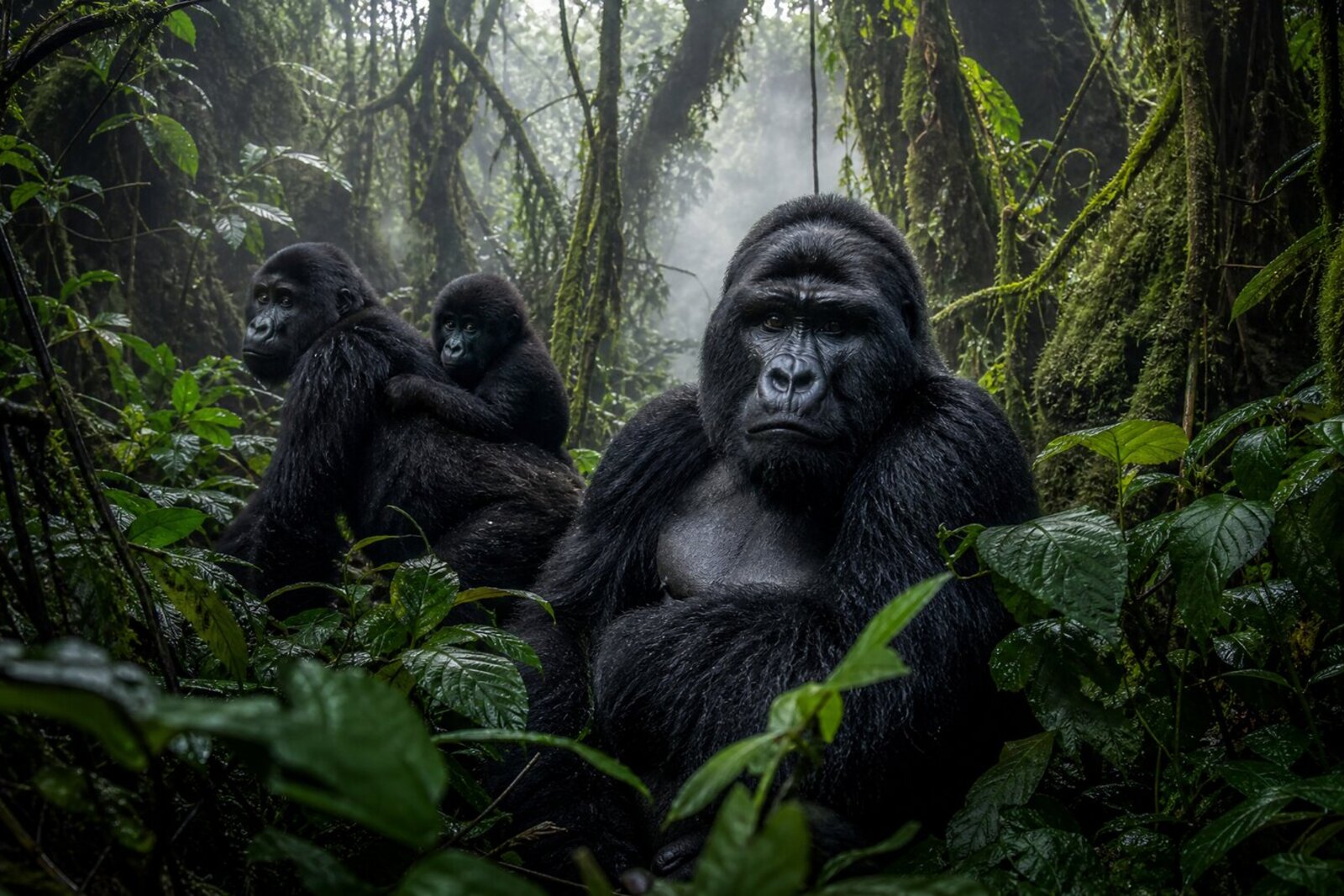 Mountain gorilla in Bwindi Impenetrable Forest, Uganda