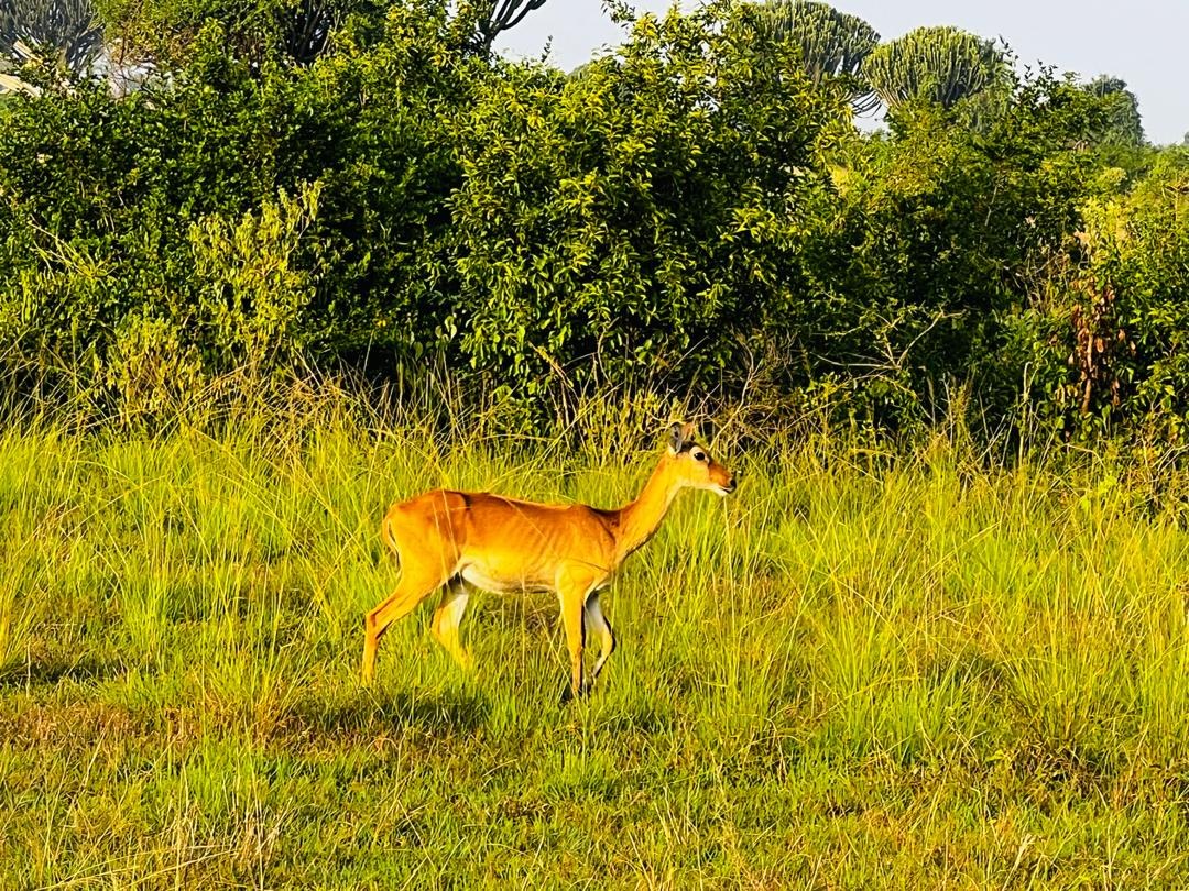 Boat safari on the Nile, Murchison Falls, Uganda