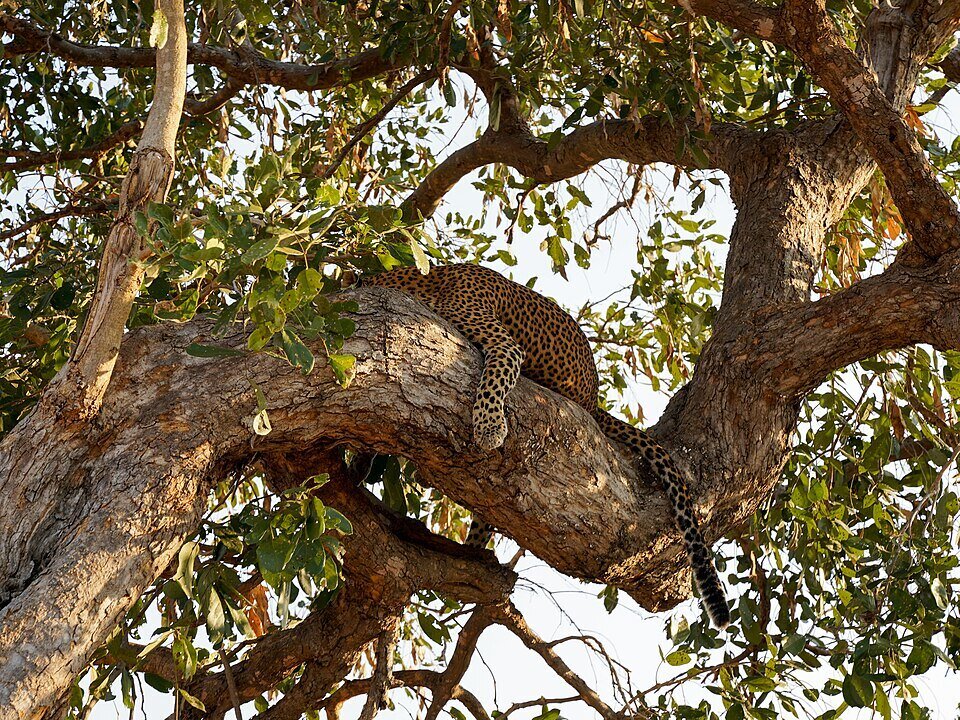 Leopard in South Luangwa at night, Zambia
