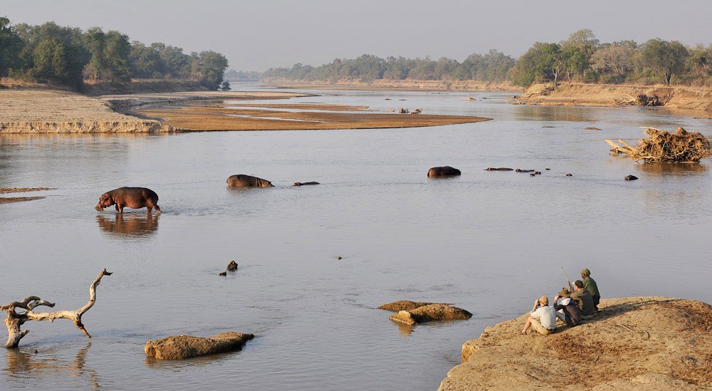 Hippo pod in South Luangwa River, Zambia