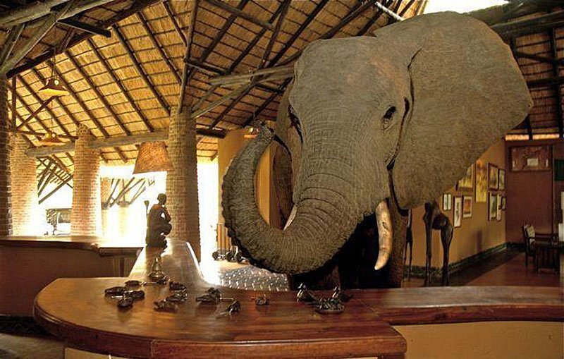 Mfuwe Lodge, South Luangwa, Zambia — elephants walk through lobby