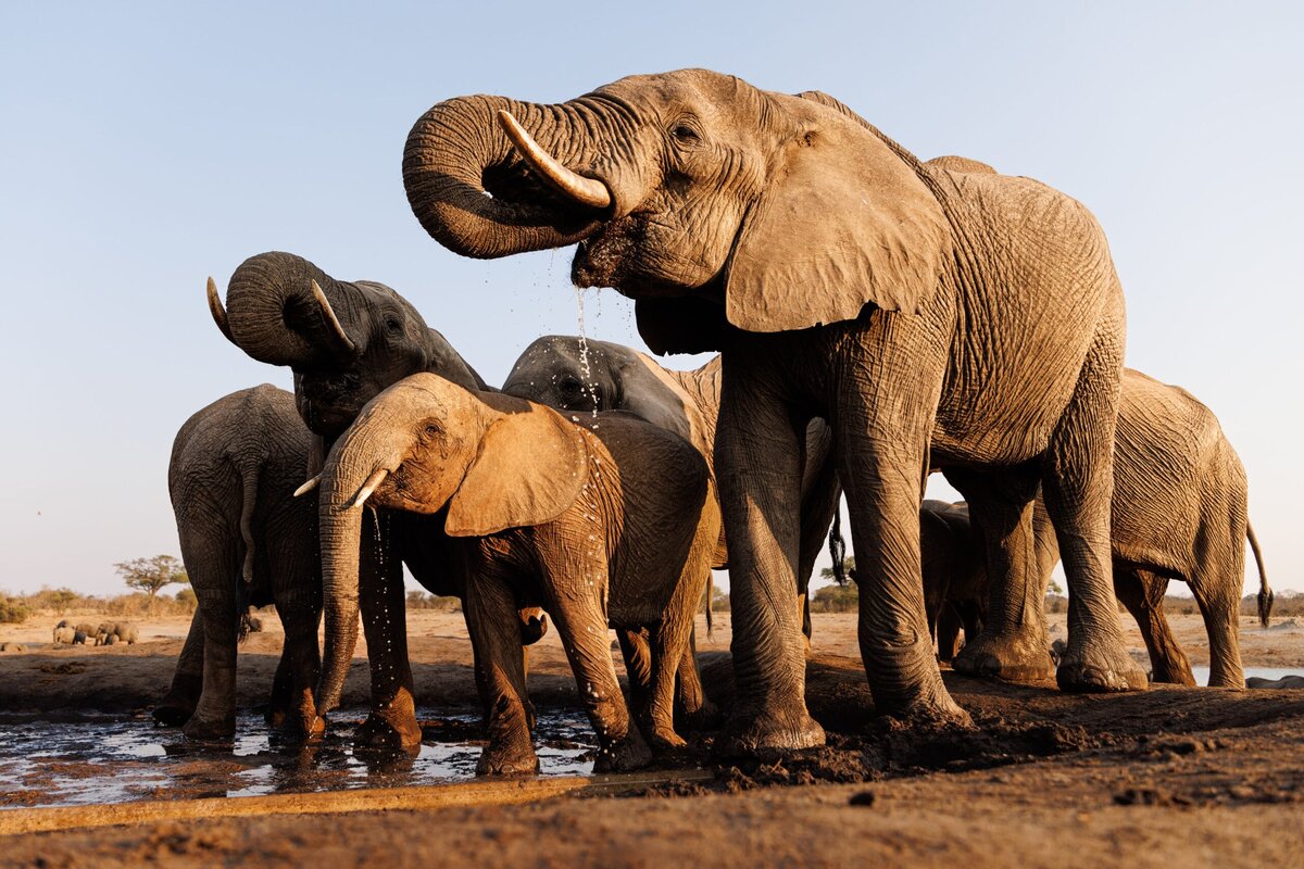 Elephant super-herd at Hwange waterhole, Zimbabwe