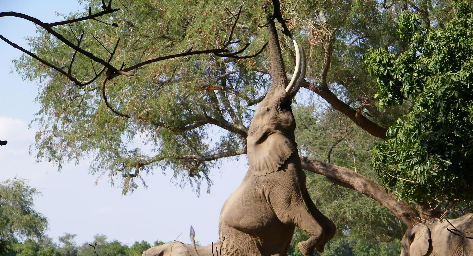 Elephant on hind legs reaching albida pods, Mana Pools, Zimbabwe