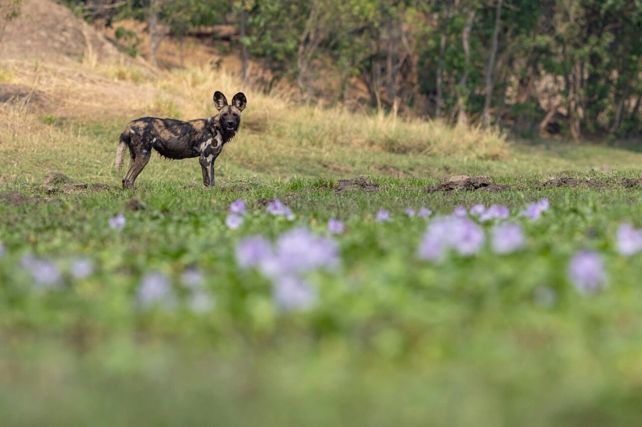 African wild dogs in Hwange National Park, Zimbabwe