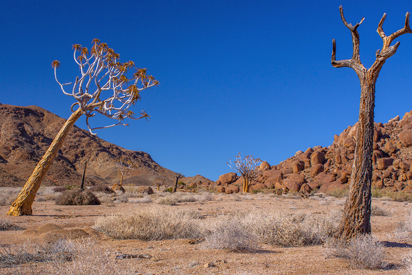 Ancient quiver trees standing in the arid, rocky landscape of South Africa's interior