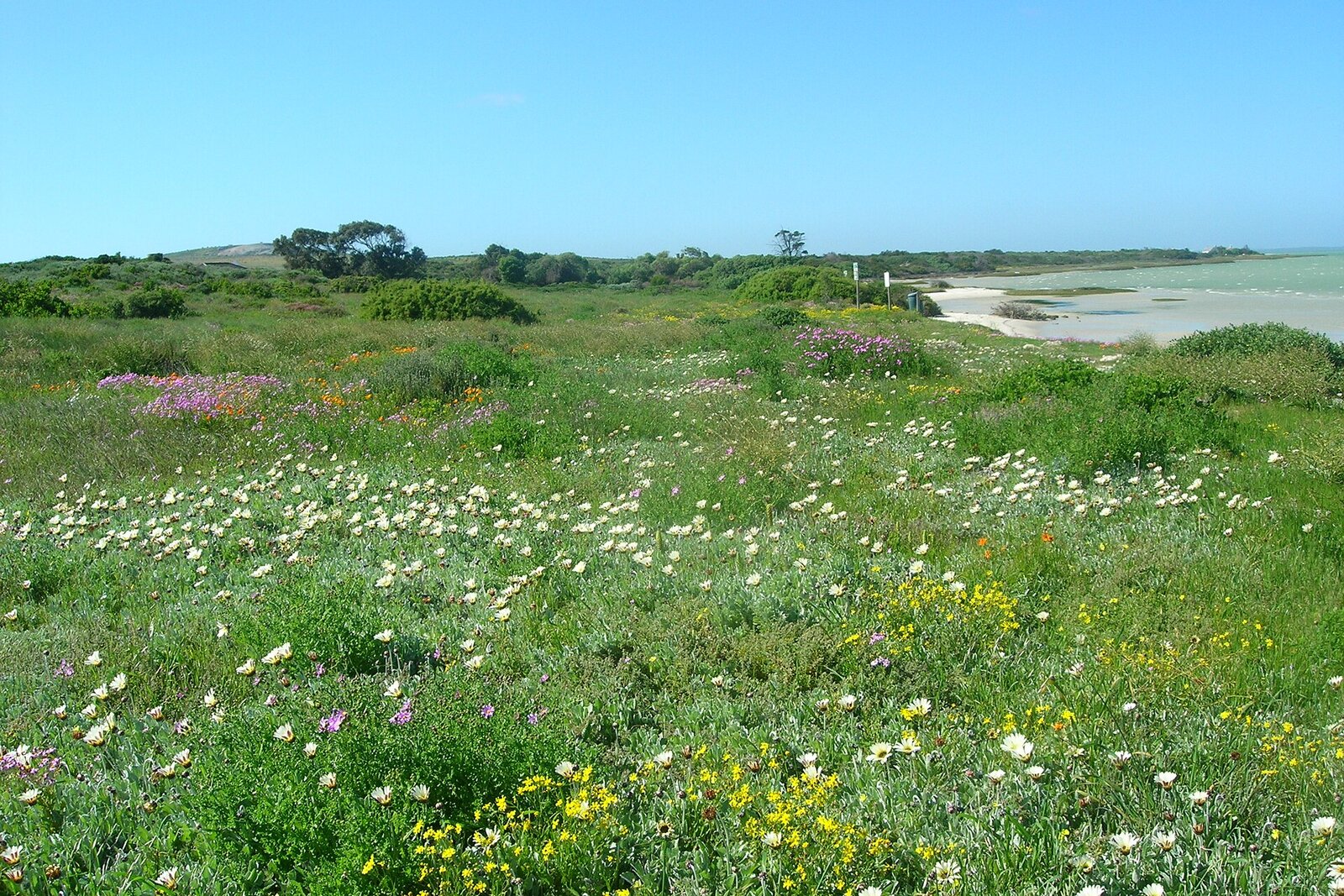 A carpet of spring wildflowers blooming across the semi-desert of Namaqualand, South Africa