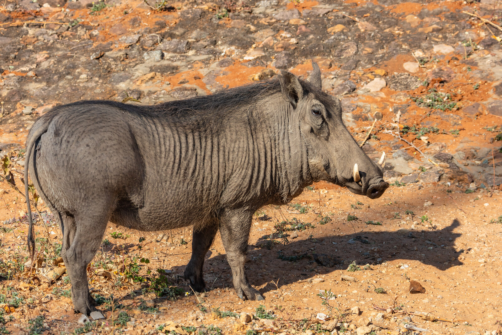 A warthog on open grassland of the kind that crosses the fairways at Elephant Hills