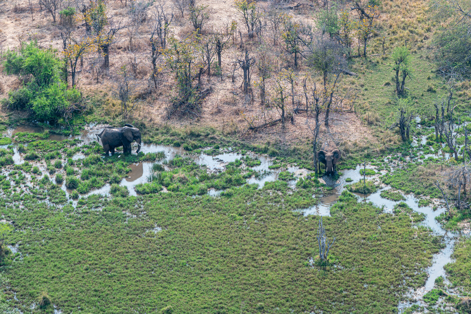 A herd of elephant near the Zambezi at Victoria Falls