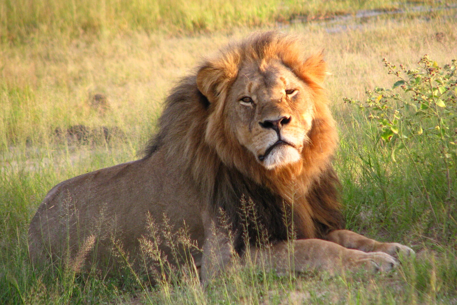 A lion in the woodland near Victoria Falls and Hwange