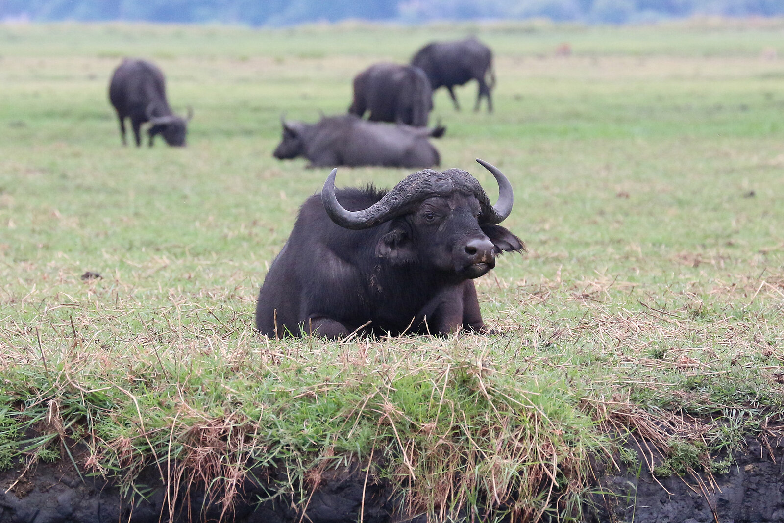 A herd of buffalo of the kind found in Chobe and Hwange