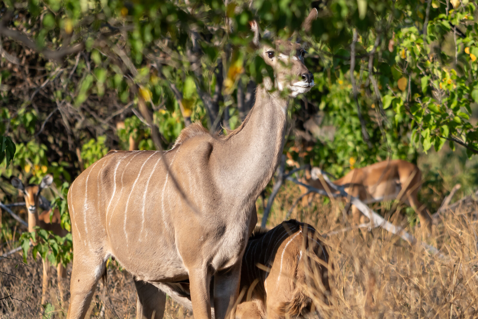 A kudu bull in the bush beside the Zambezi National Park