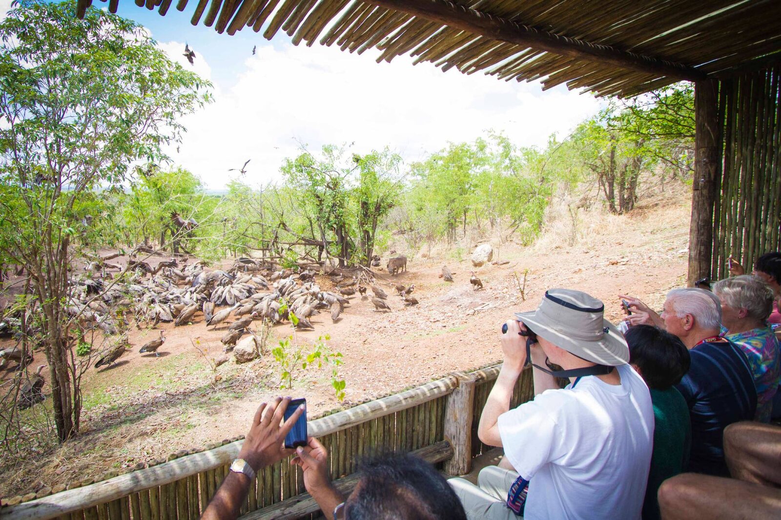 Vultures gathering at the shaded Vulture Culture viewing deck at Victoria Falls Safari Lodge