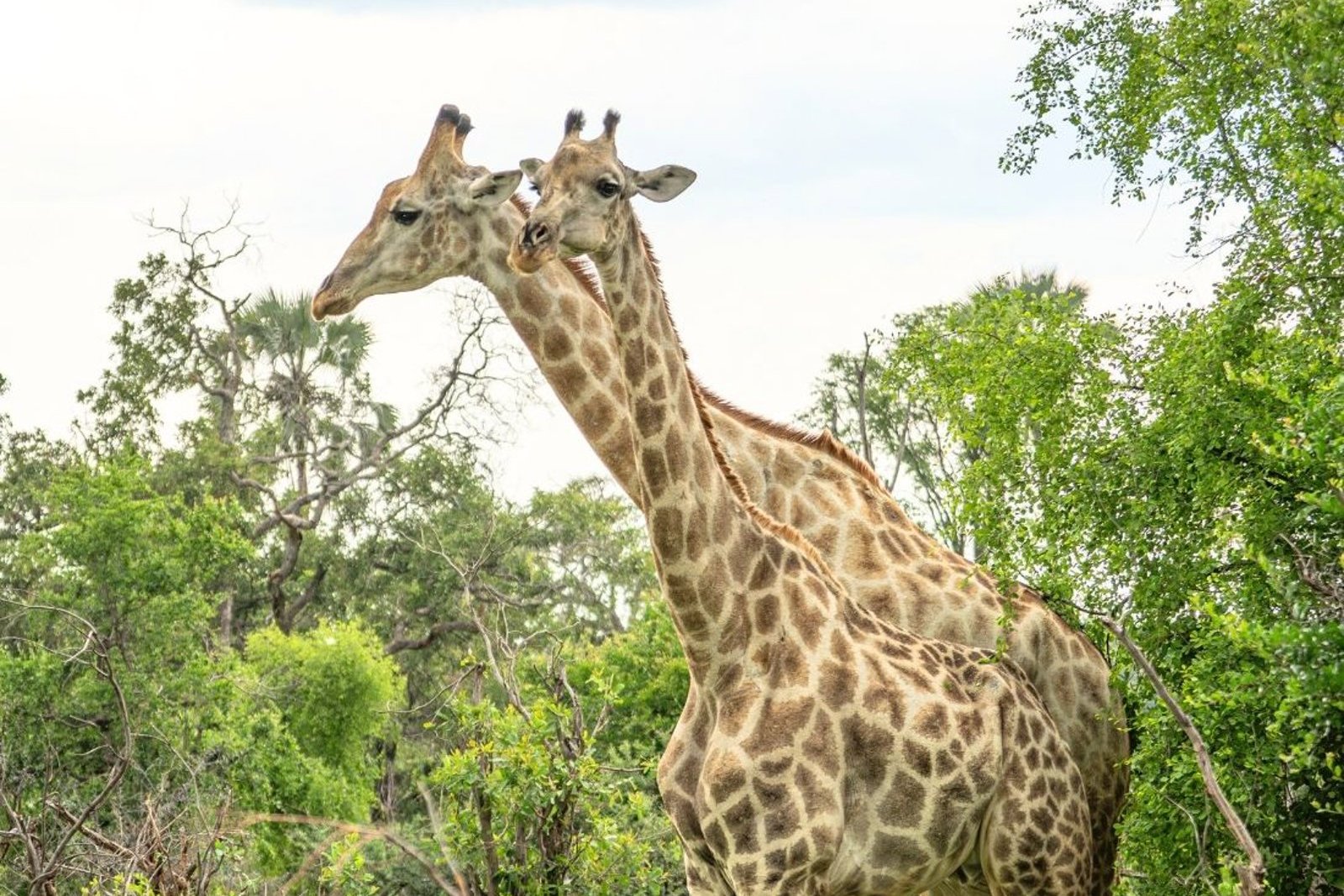 Giraffe at the floodlit estate waterhole below Victoria Falls Safari Suites