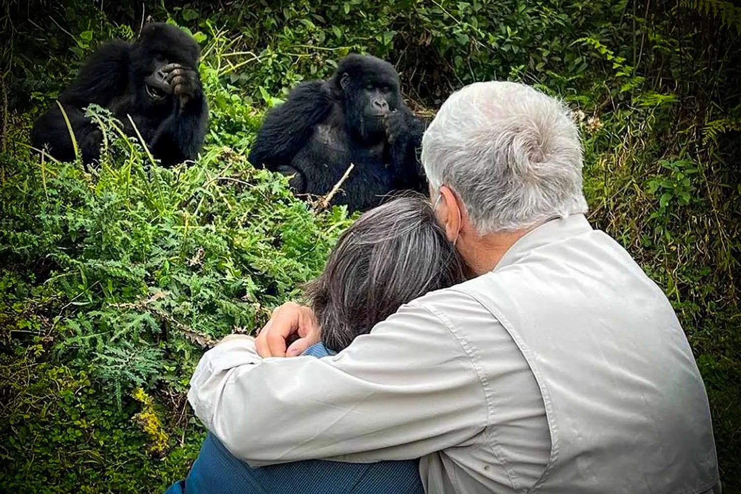 Trekkers observing a mountain gorilla in Volcanoes National Park, Rwanda