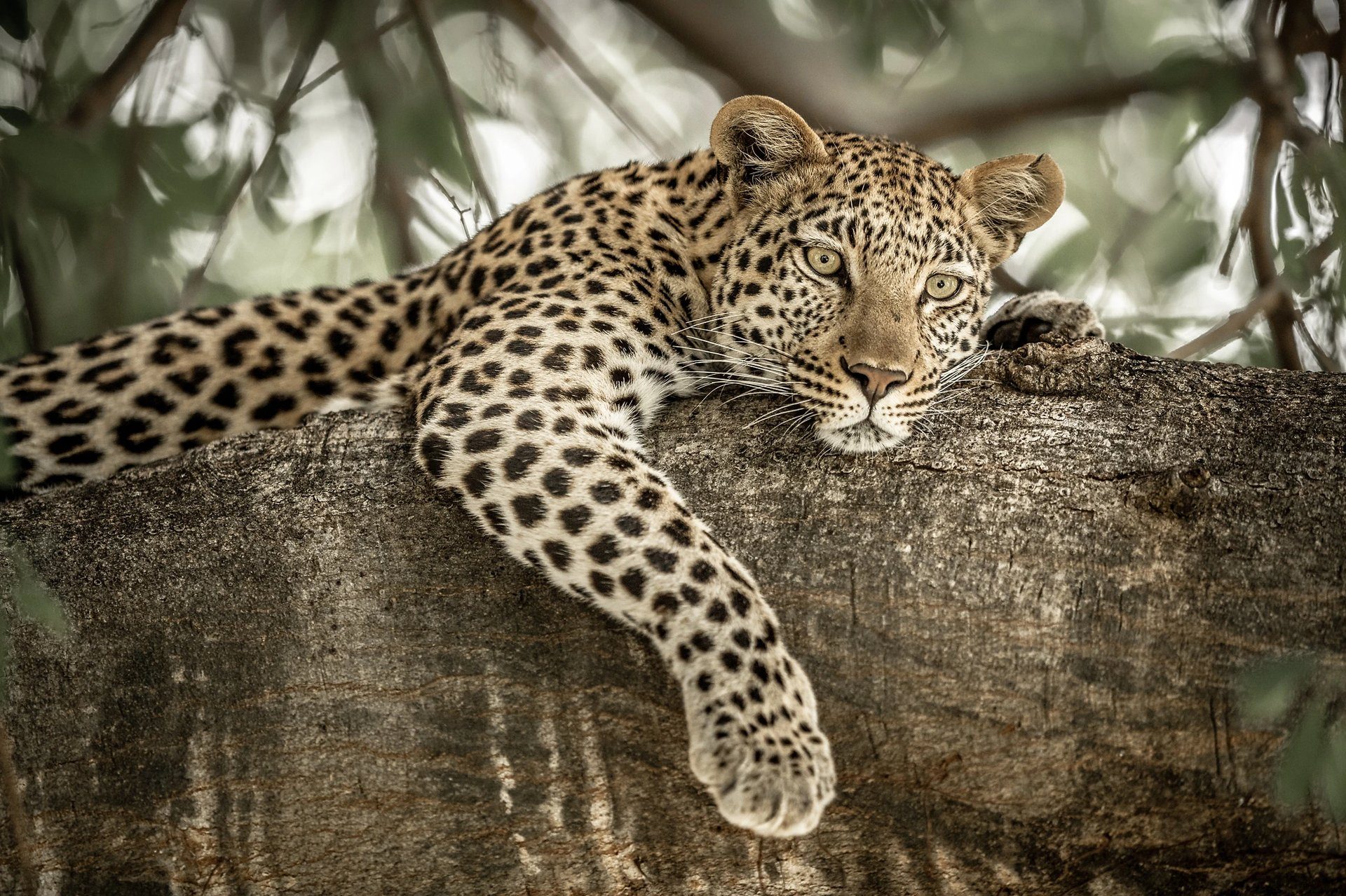 Leopard in Tamboti tree at Welgevonden