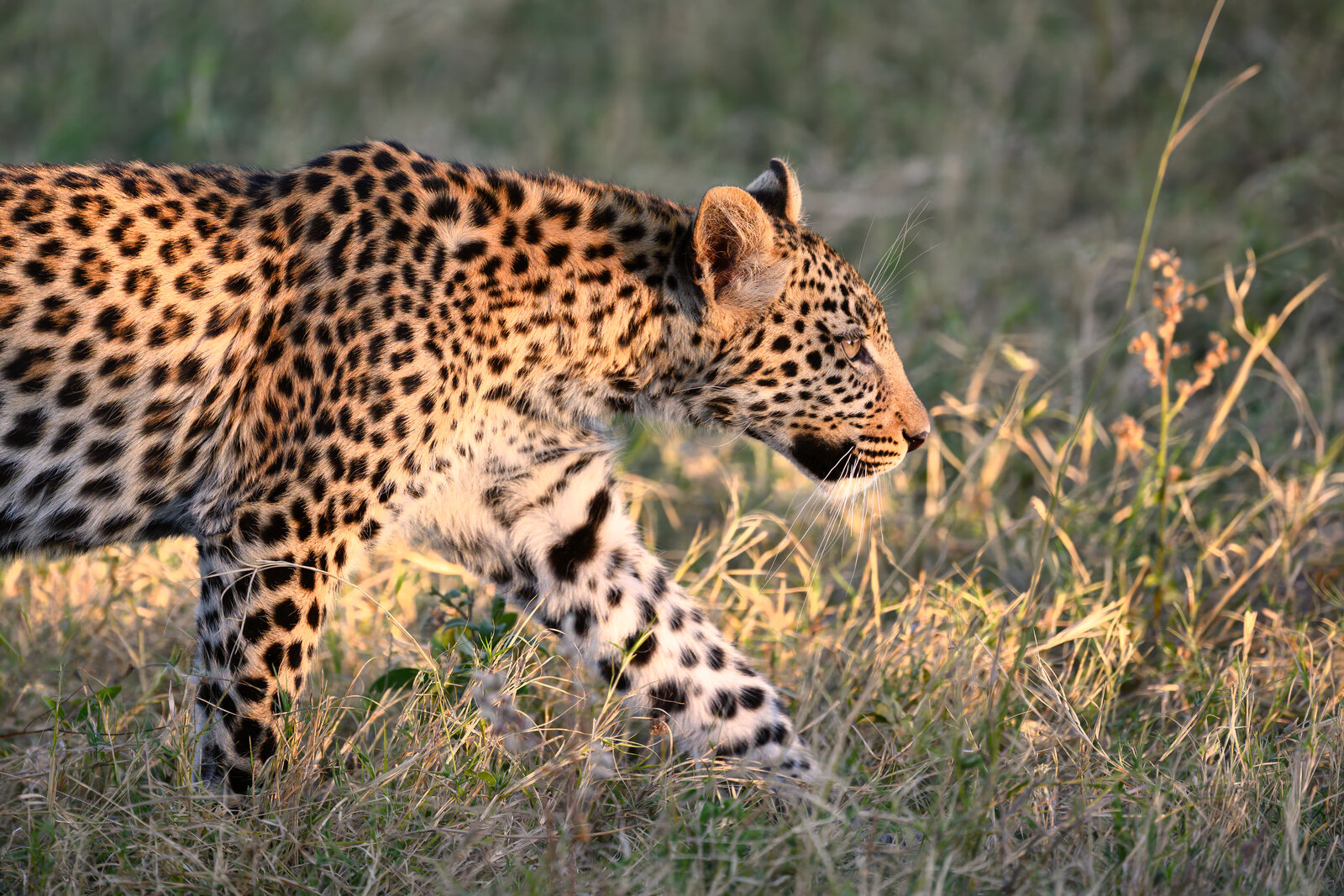 A leopard walking through golden grass on a morning game drive