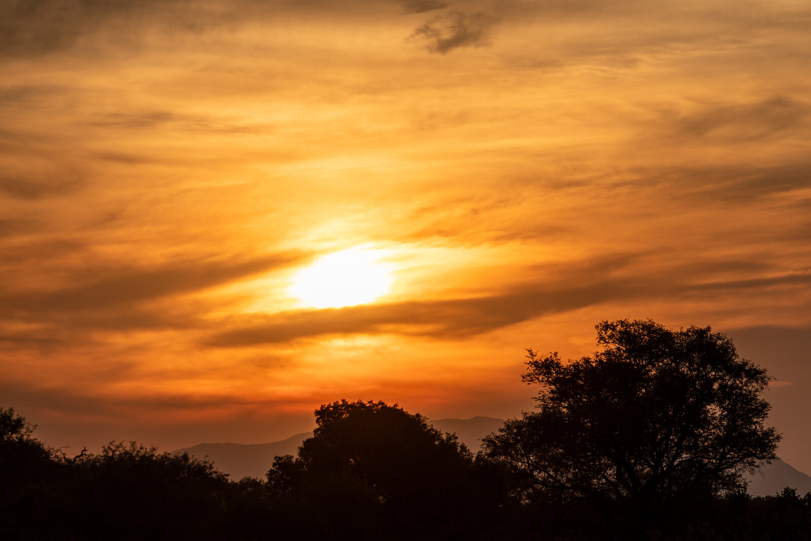 The savanna glowing gold under a dramatic sunset at the sundowner hour