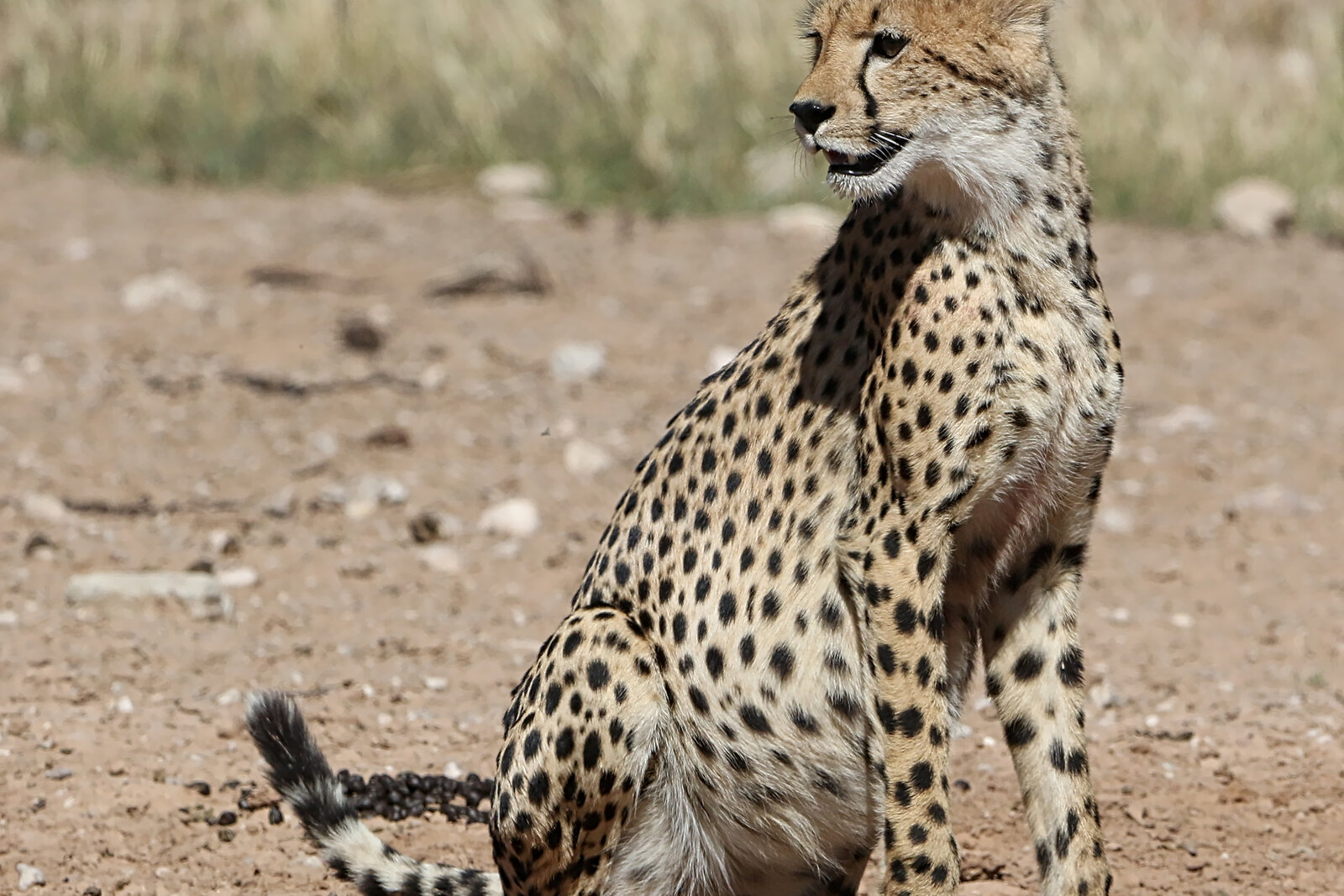 A cheetah in the open Kruger bushveld