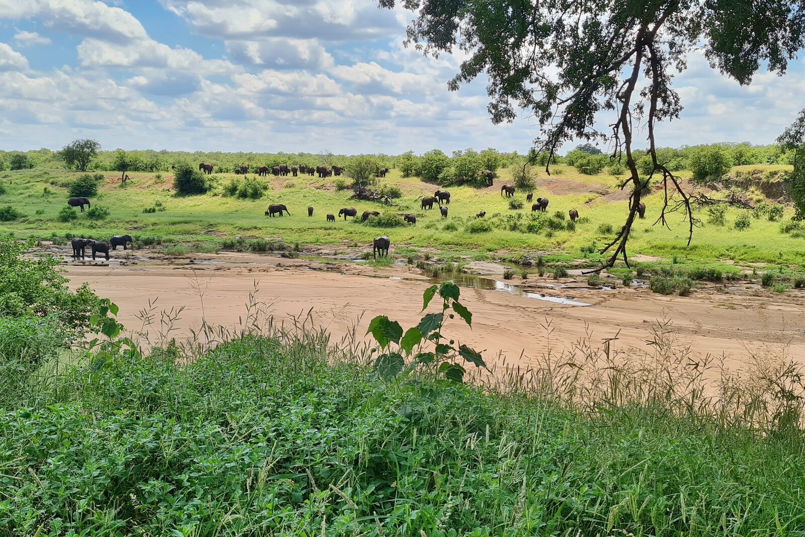 A herd of elephants moving along a river