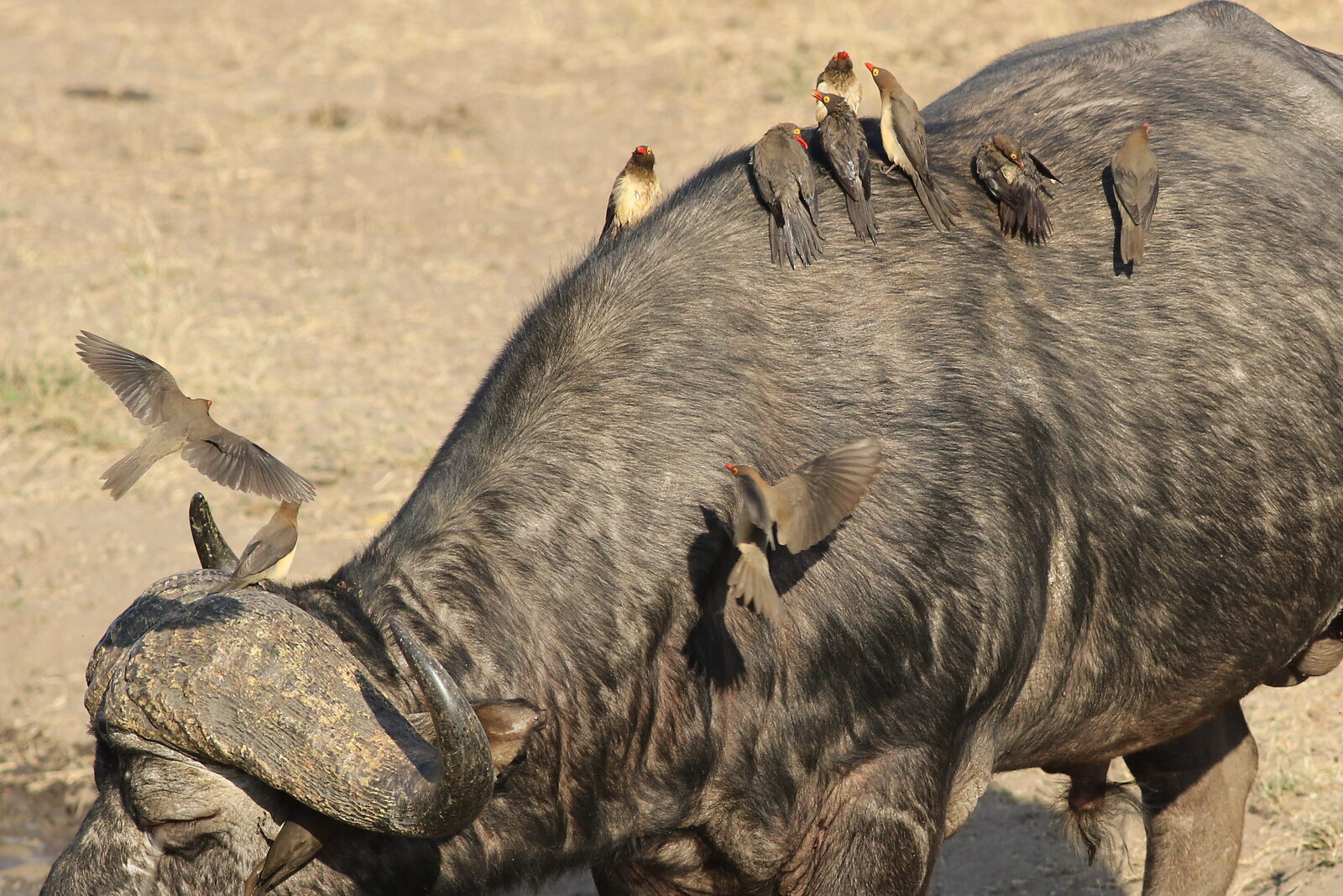 A herd of buffalo gathered at a waterhole