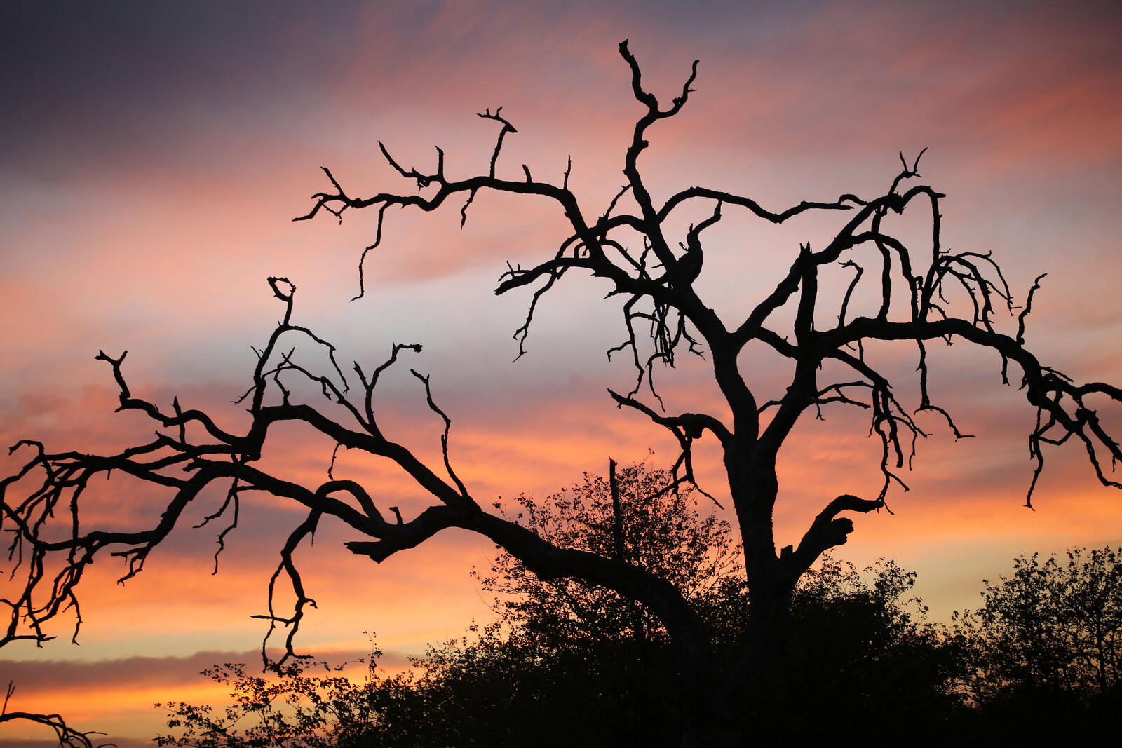 Golden sunset over the Kruger bushveld