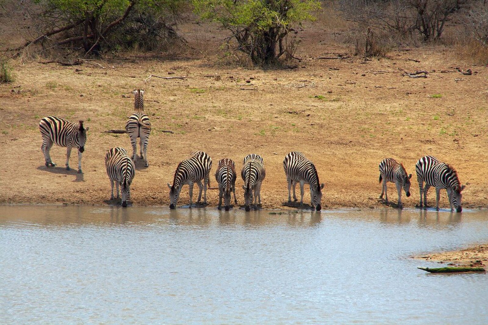 Animals gathered at a dry-season waterhole in the Greater Kruger