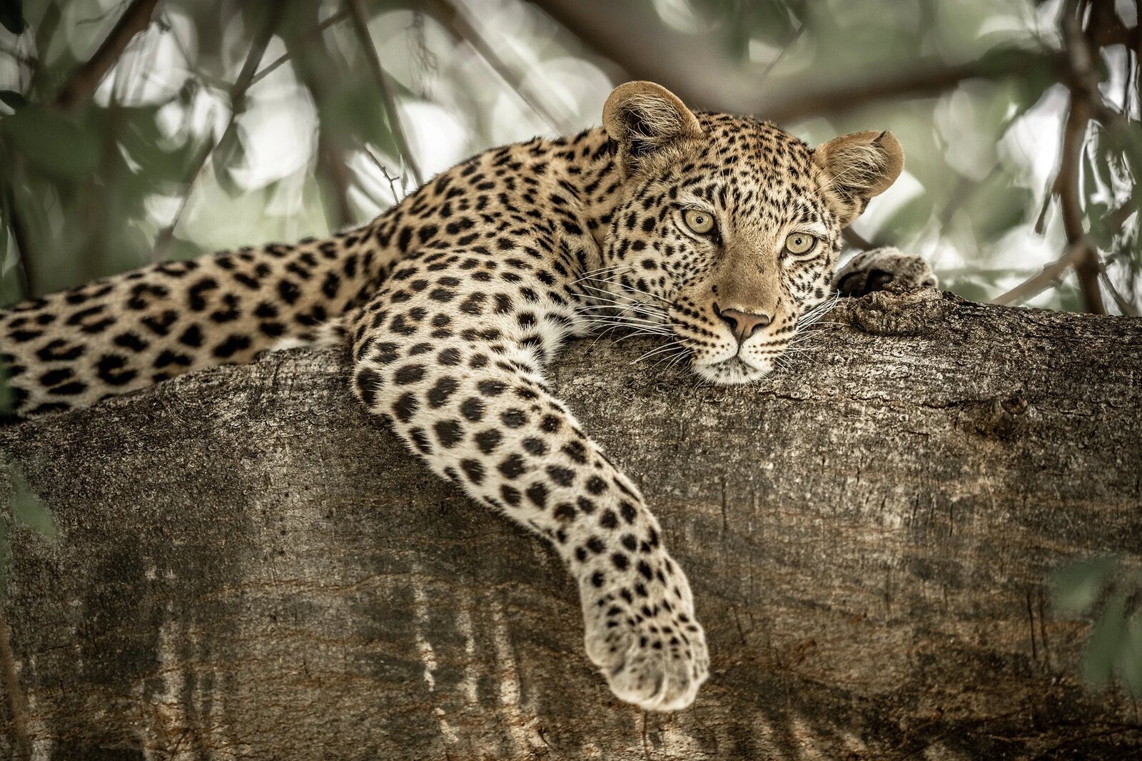 A leopard active in the cool morning light of the dry season