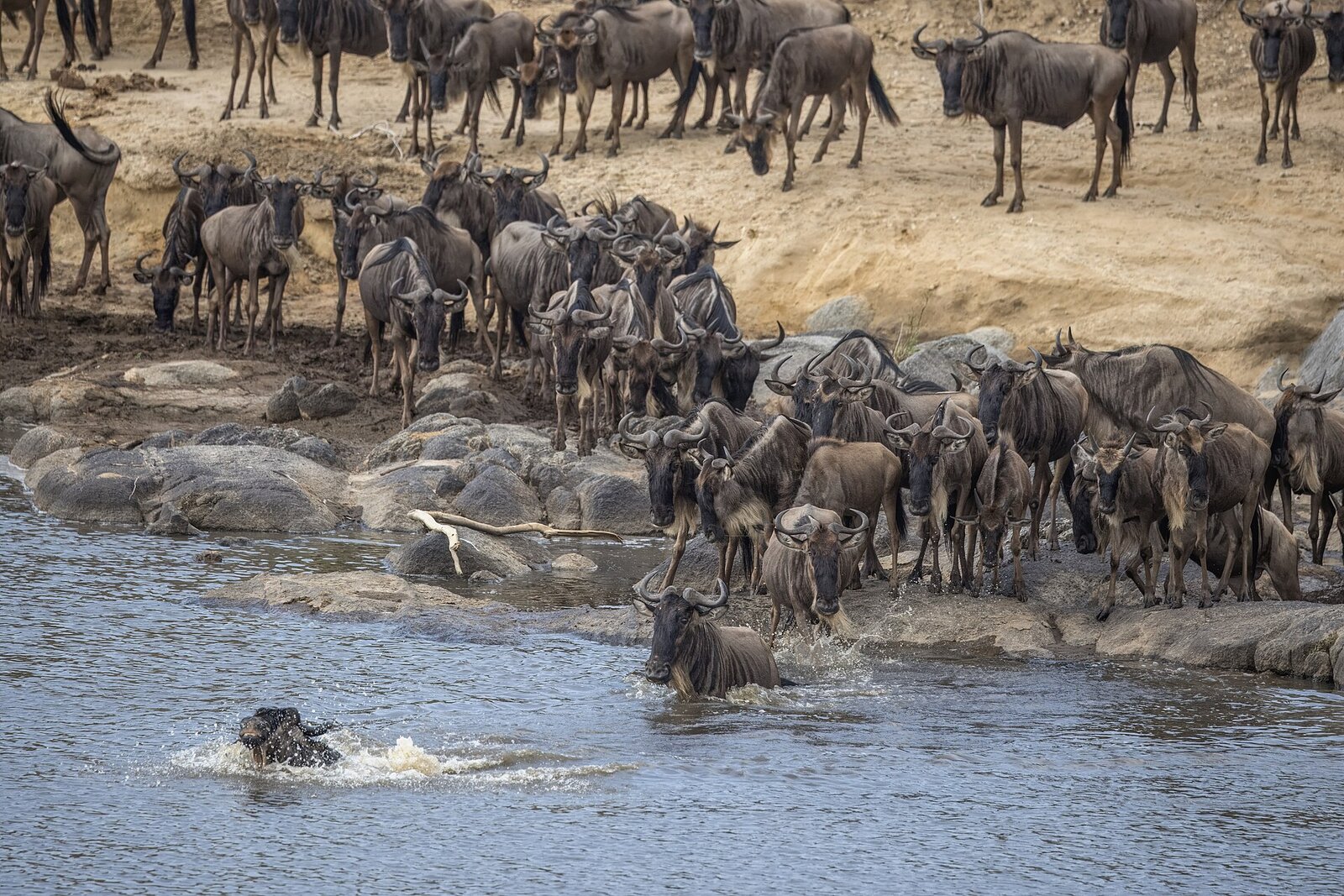 Wildebeest herds massing on the steep bank before a Mara River crossing