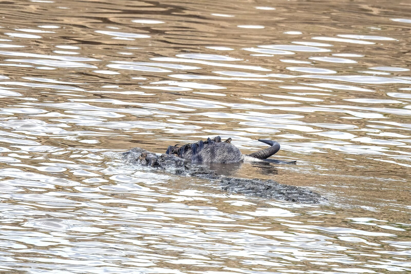 A Nile crocodile taking a wildebeest during a Mara River crossing