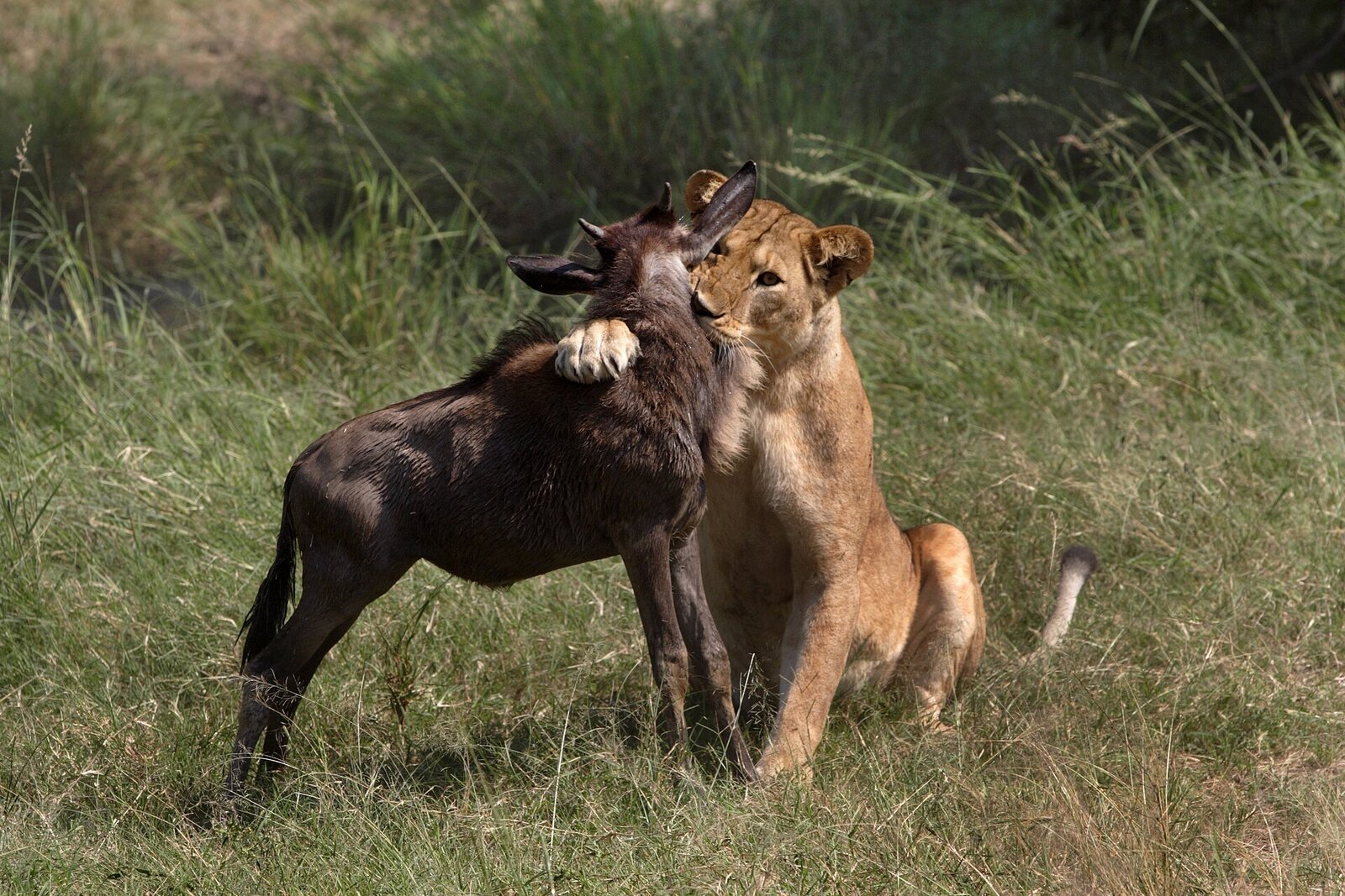 A lioness bringing down a wildebeest on the Serengeti plains