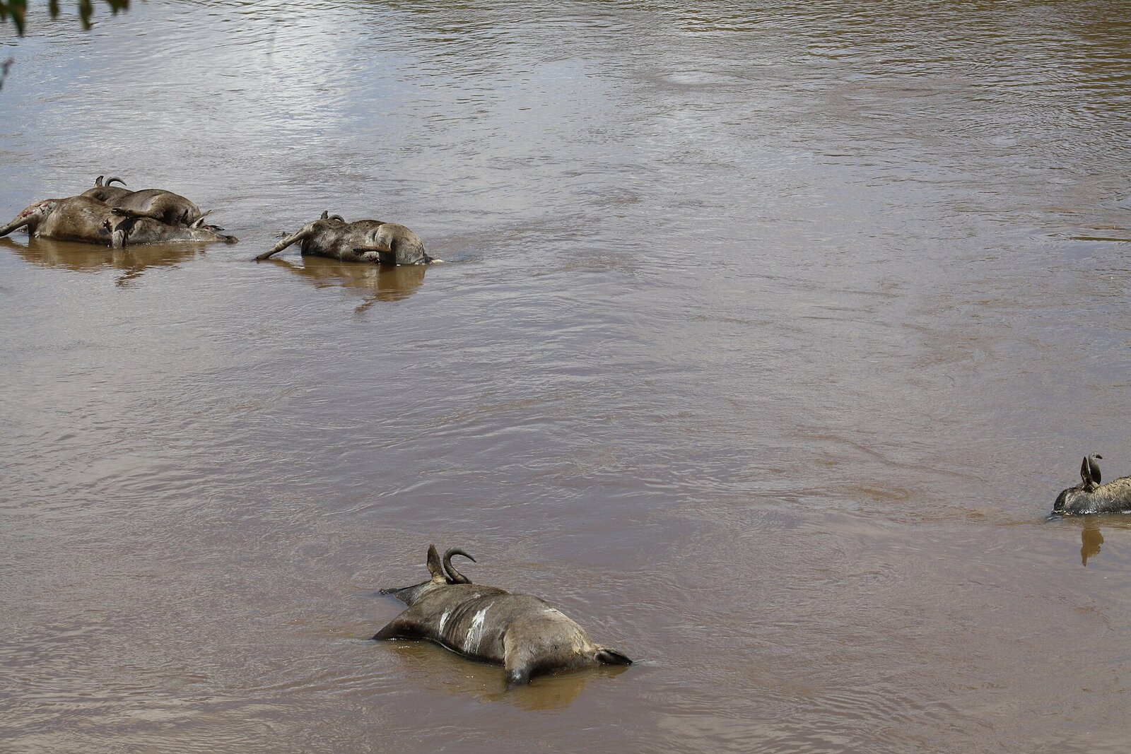 Drowned wildebeest in the Mara River after a mass crossing