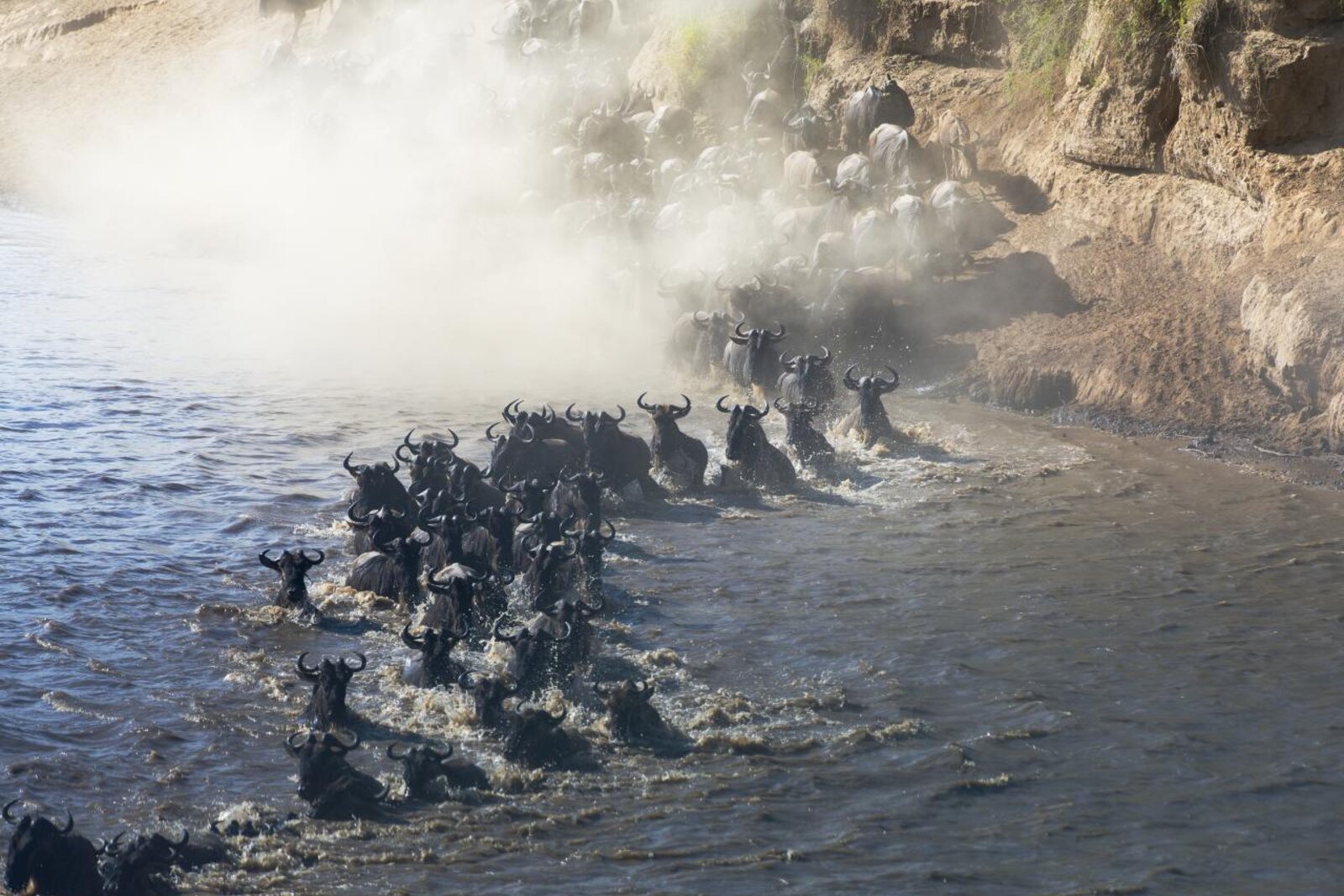 A wildebeest crossing unfolding through river mist and spray