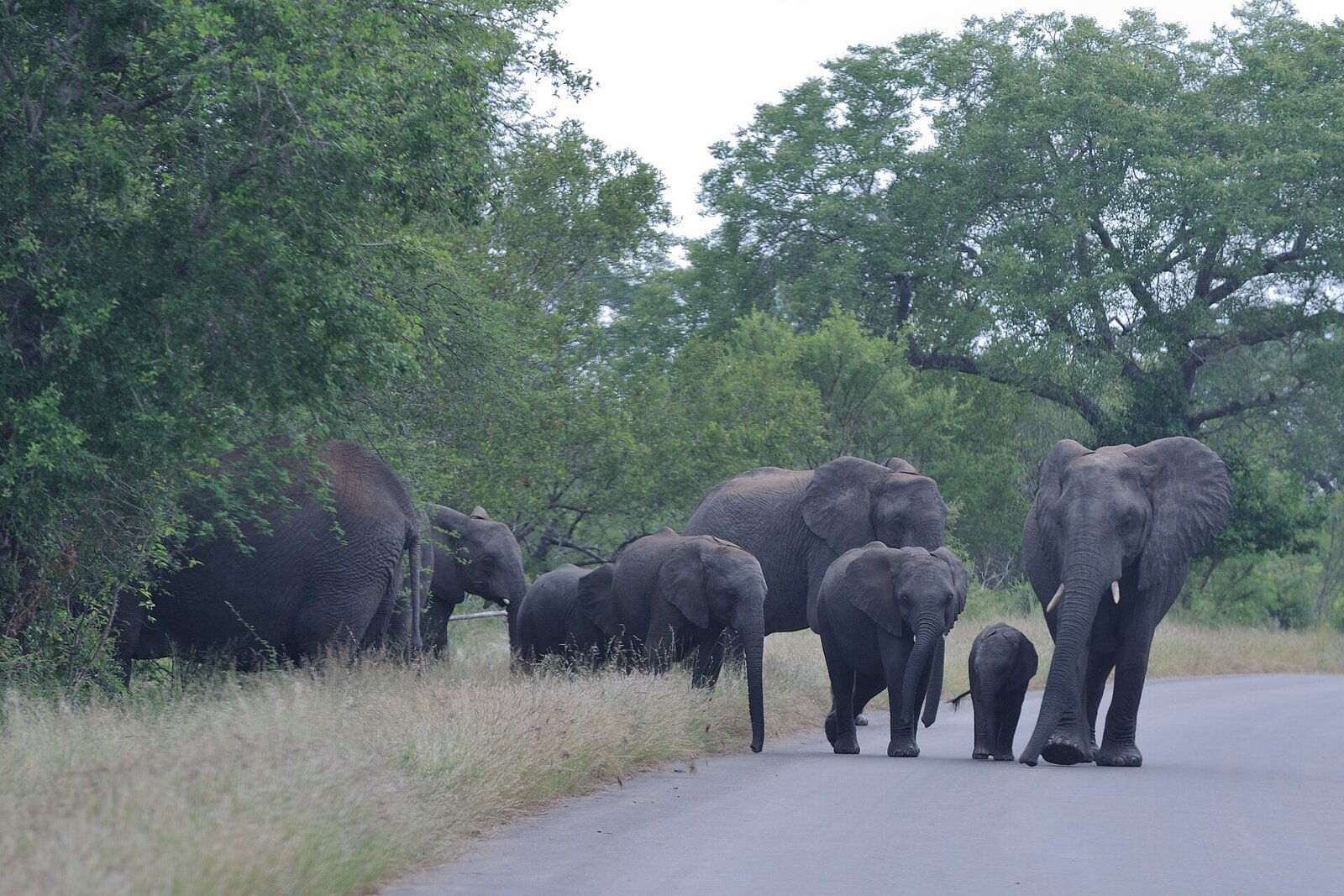 A herd of elephants moving across the bushveld on a South African wildlife safari
