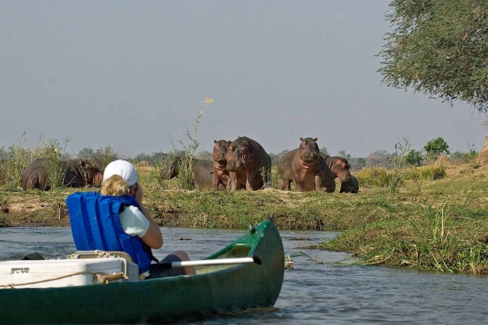 A person canoeing the Zambezi past a pod of hippos in Mana Pools