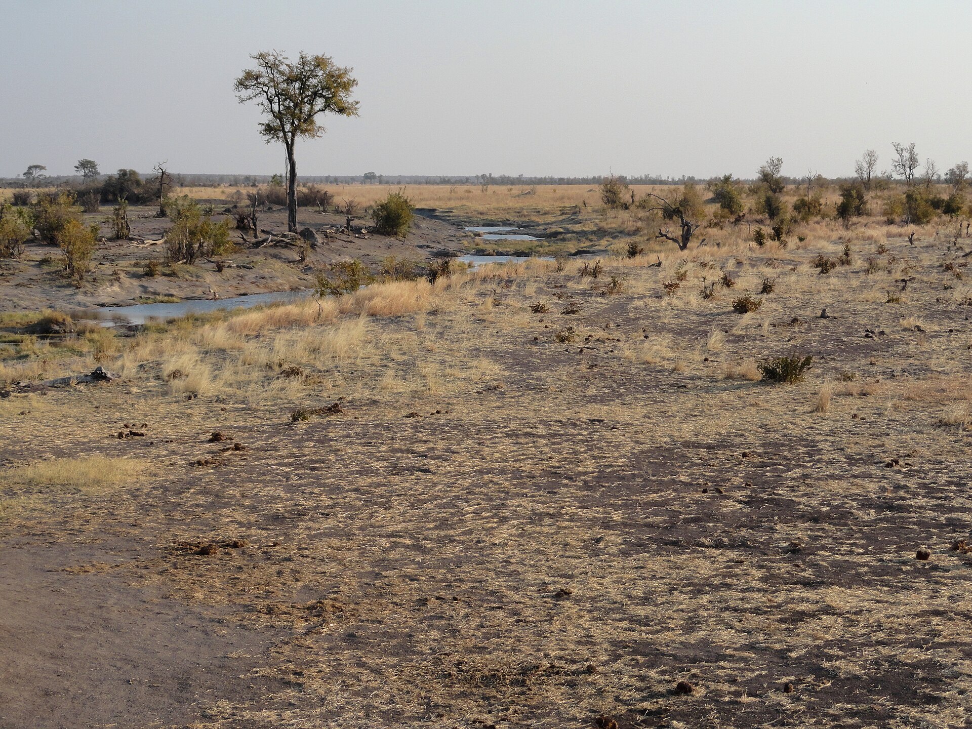 Linkwasha Camp in Hwange's exclusive private concession