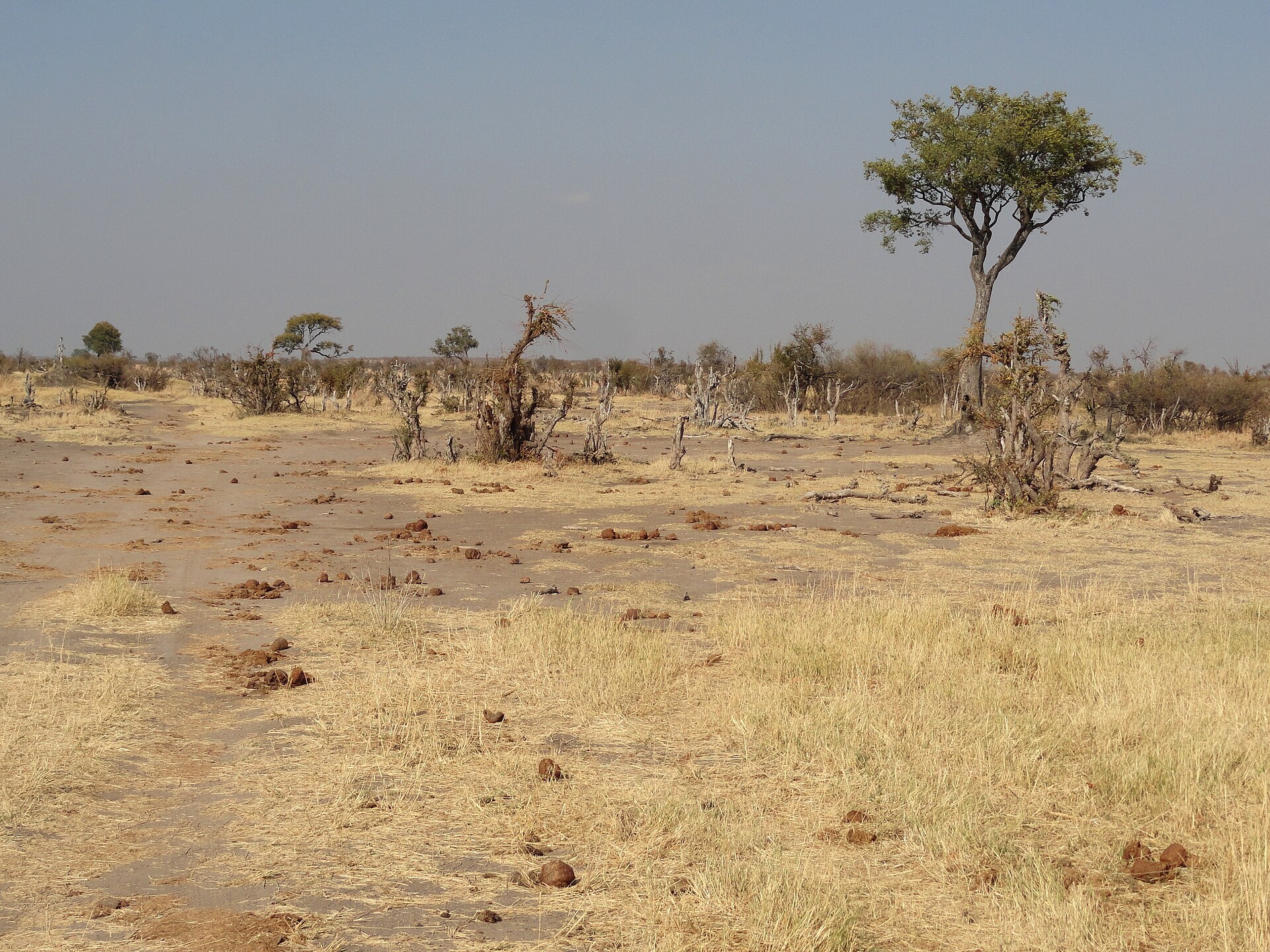Somalisa Acacia Camp in the private Hwange concession