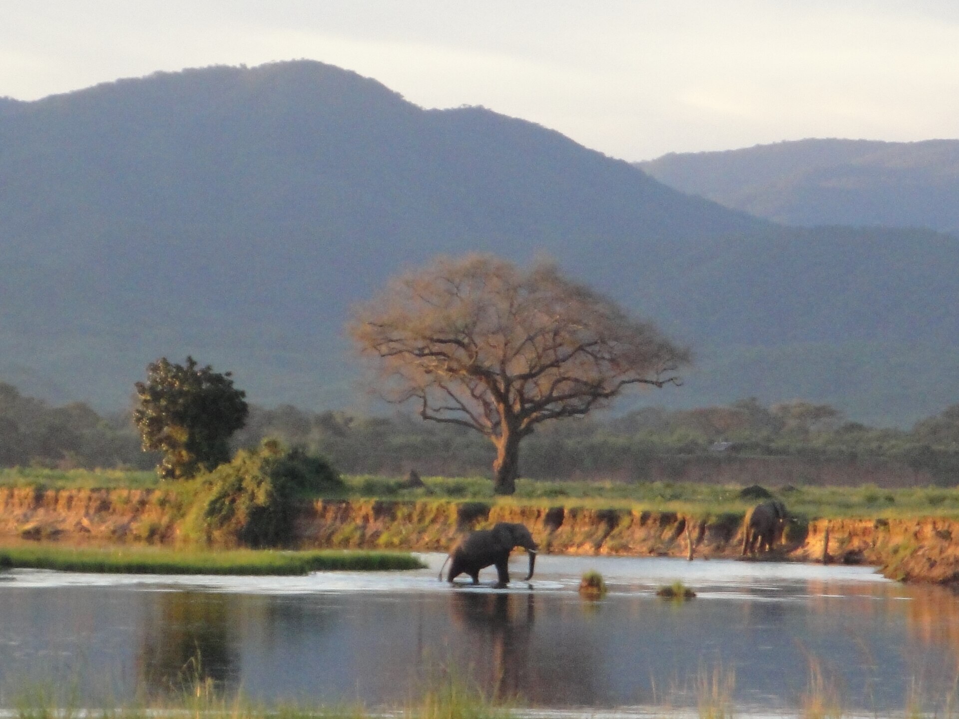Elephant wading through the Zambezi at Mana Pools at sunset