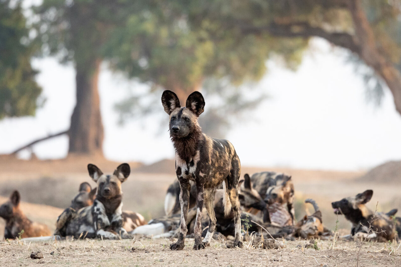 Painted wolf (African wild dog) pack in Mana Pools, Zimbabwe