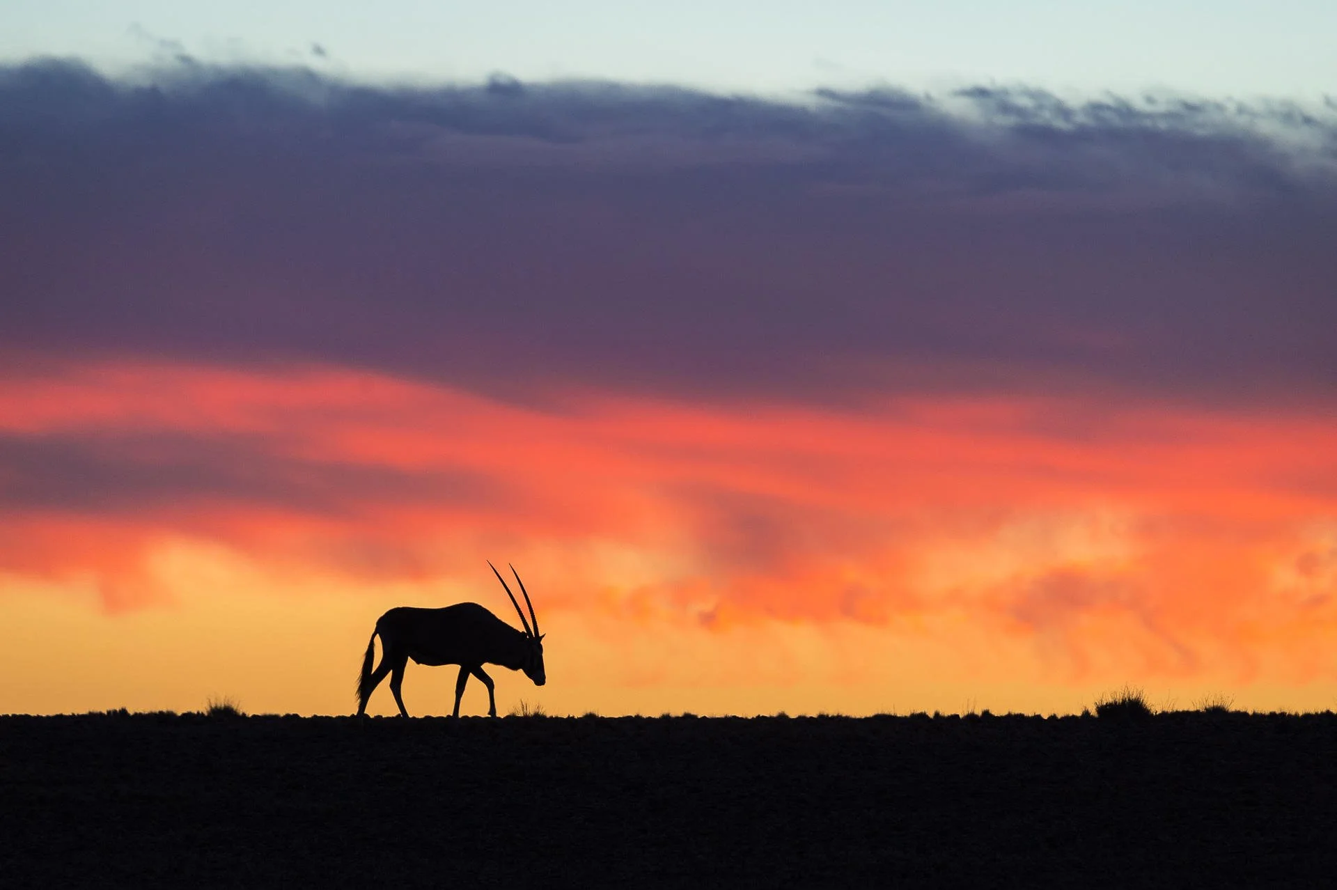 A lone oryx silhouetted against towering red Sossusvlei dunes at sunrise — Namibia's affordable desert safari icon.