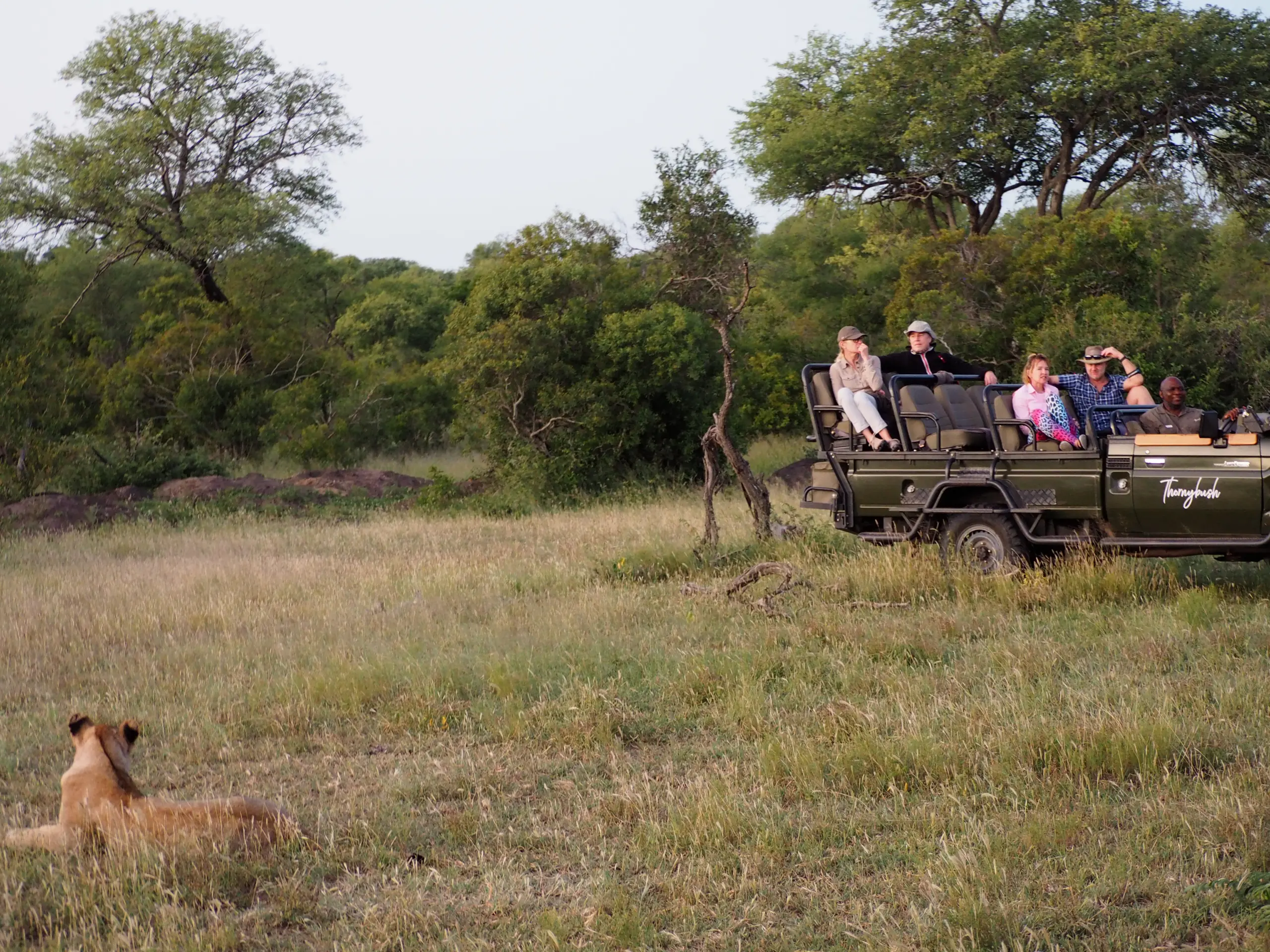 Greater Kruger bushveld landscape in Thornybush at sunrise