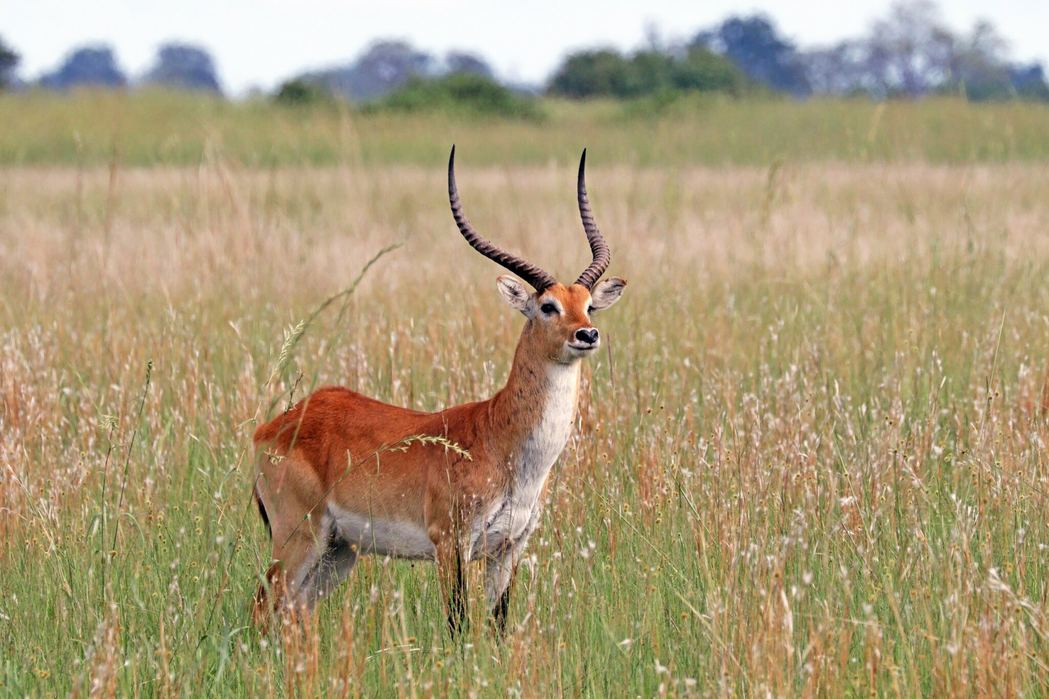 Red lechwe on the Kafue floodplains