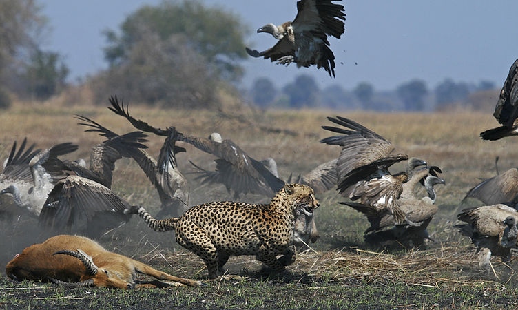 Cheetah on the Busanga Plains, Kafue