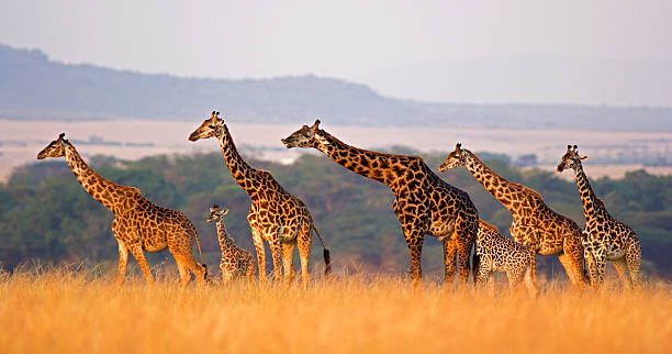 Laikipia Plateau