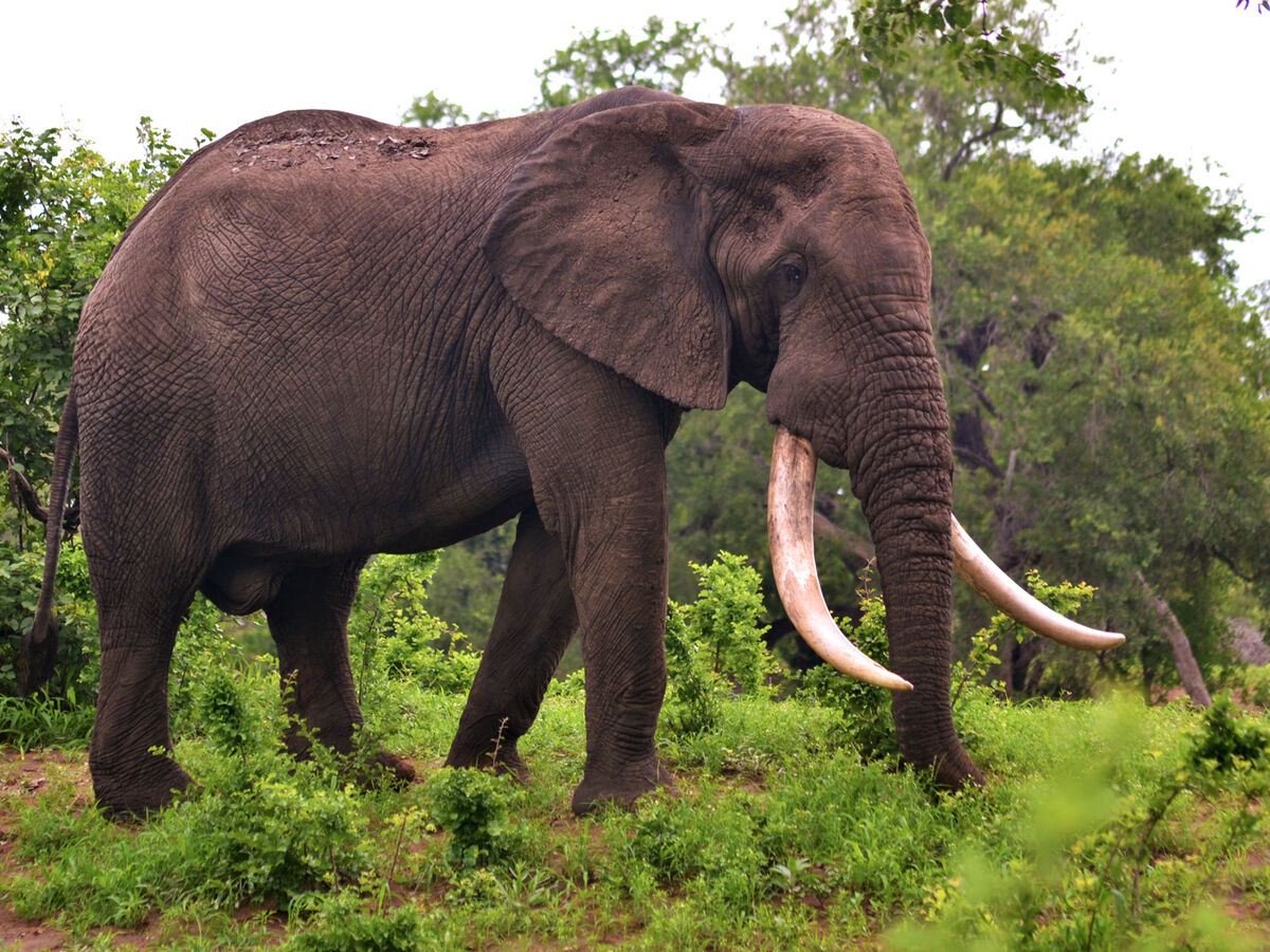 Kruger National Park Safari Guide: Big 5 & Beyond