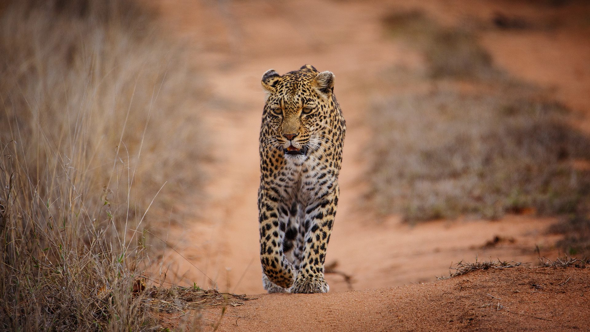 Sabi Sands Game Reserve: South Africa's Most Exclusive Safari