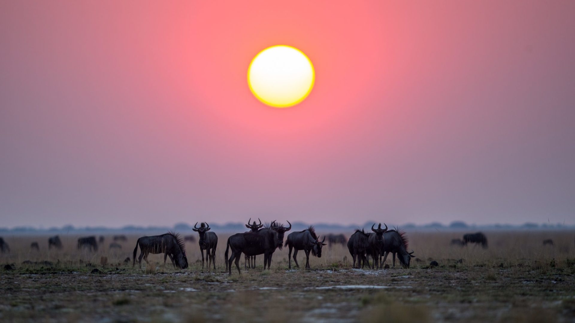 Wildebeest at sunset, Liuwa Plain